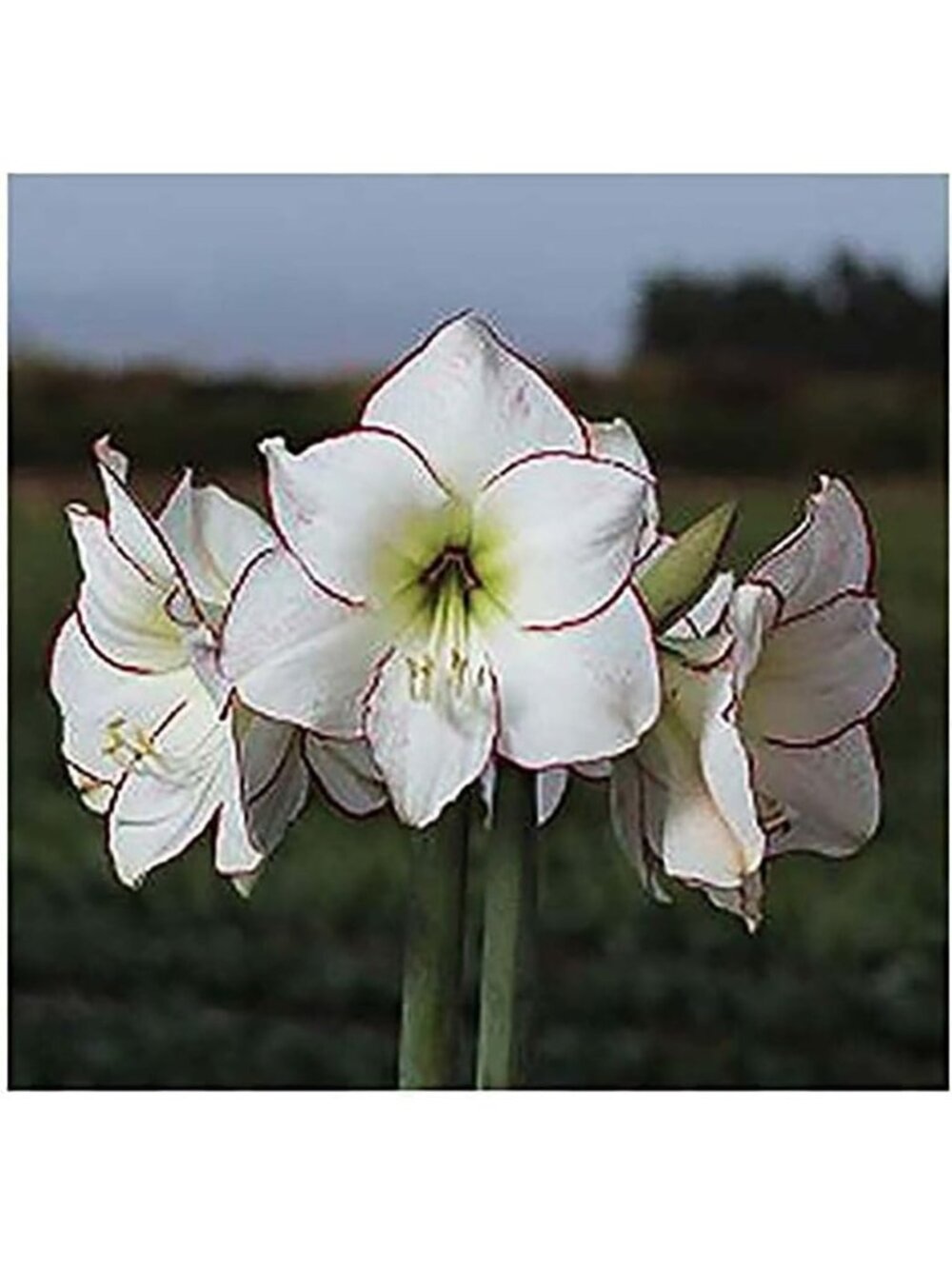 Large White Amaryllis Bulb with Pink/Red Edges - Stunning Indoor Flowering Plant